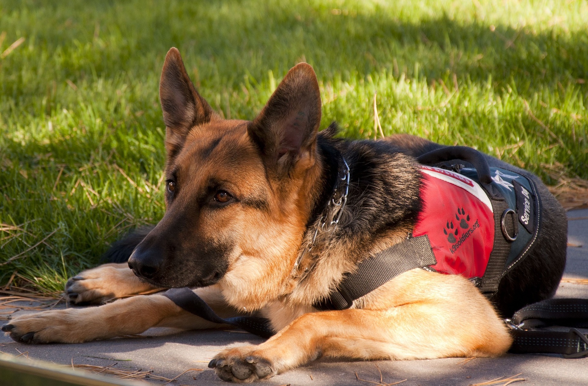 Service Animals in the Workplace